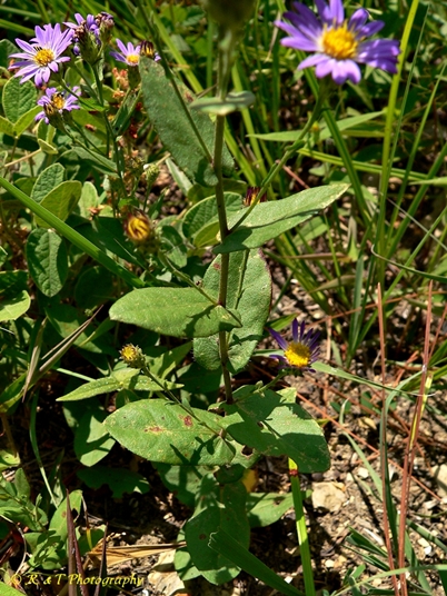 {Symphyotrichum patens}